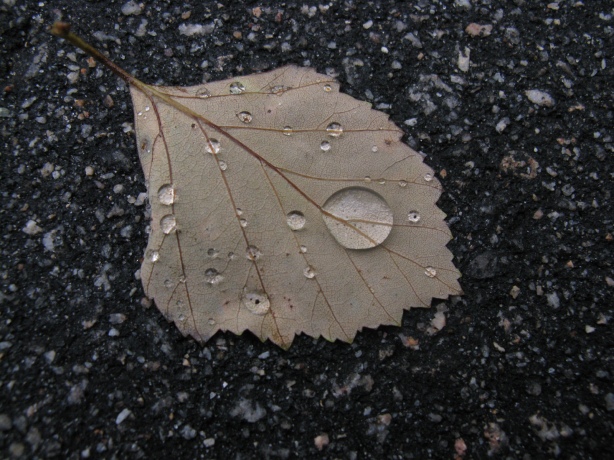 Leaf in rain, photo by Paul Dagys